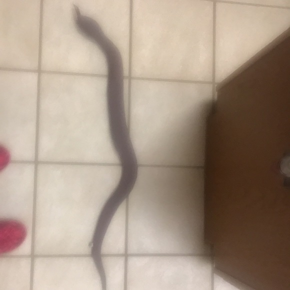 Faux Snake - Picture 11 of 12